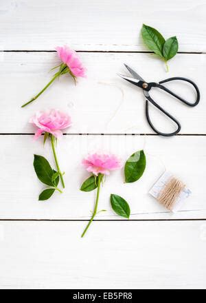 Fresh Pink Roses On A White Background Stock Photo Alamy