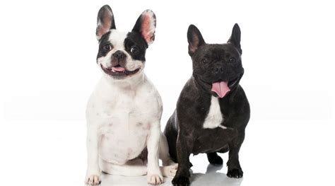 Are French Bulldogs Hypoallergenic Get Answer From Vet