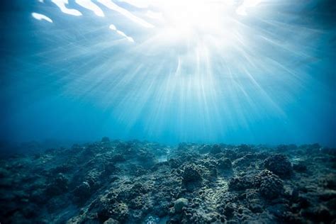 Oceani Per Salvare Gli Ecosistemi Necessario Fermare Lestrazione