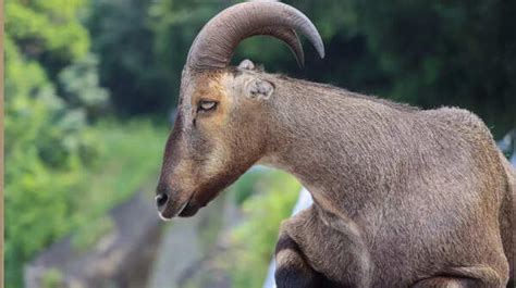 tamil nadu   official animals   indian states  uts