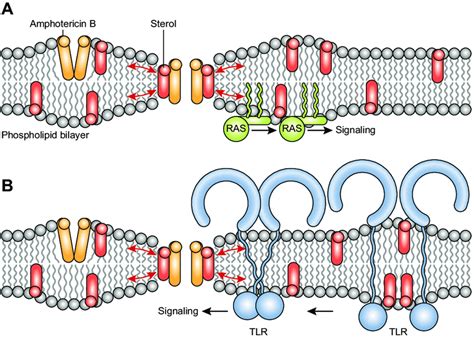Molecular mechanisms underlying activation of cell signaling pathways ...