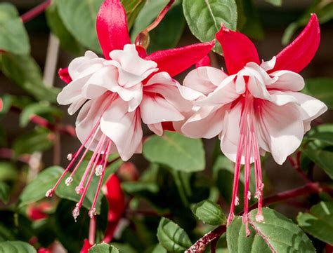 Complete Guide To Fuchsias How To Grow Care For Fuchsia Plants