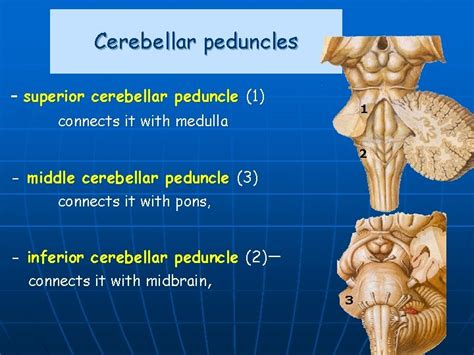Gross Anatomy Of The Brainstem And Cerebellum Fourth
