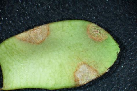 Lentil | Diseases and Pests, Description, Uses, Propagation