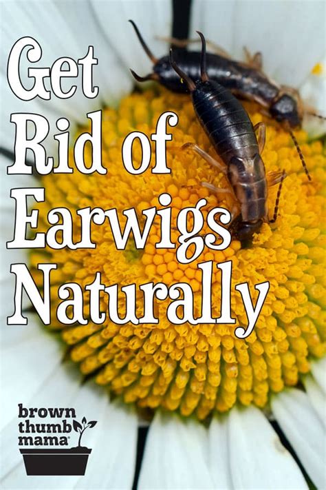 how to get rid of earwigs in house