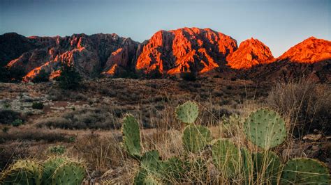 Le Désert De Chihuahua Un Lieu Vulnérable Wwf France