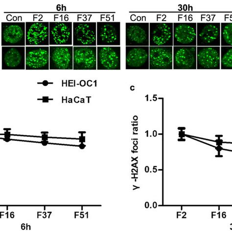 Effects of prolonged FDTs on radiation induced γ H2AX foci formation in