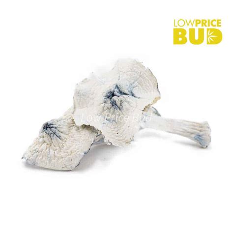Mushrooms Albino Jedi Mind Fuck Low Price Bud