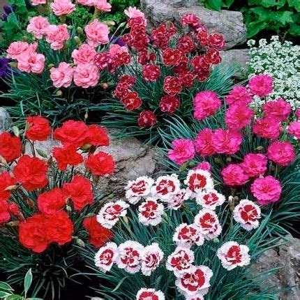 Гвоздика m - Завод ФЛОРА