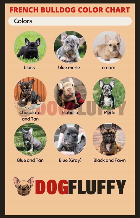 French Bulldog Color Chart - 9 Best Rare Shades 2025 - Dog Fluffy