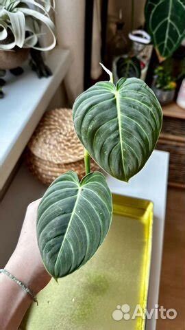 Филодендрон меланохризум купить в Москве | Товары для дома и дачи | Авито