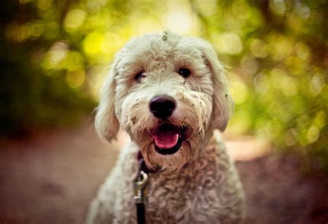 Goldendoodle (Groodle): Dog Breed Characteristics & Care
