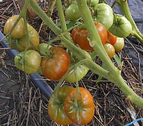 Семена: Томат Гном Смех Кукабарры /Dwarf Kookaburra Cackle/. Сорта ...