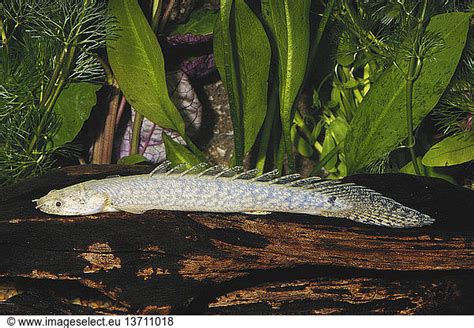 Bichir Polypterus Sp From The Congo River Basin Bichir Polypterus