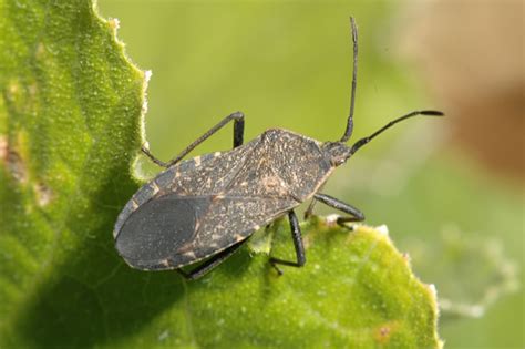 Understanding And Controlling Squash Bugs A Gardener S Guide