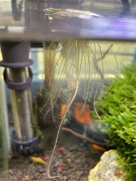 Will these eggs survive? Female molted with berrries. I set them in the