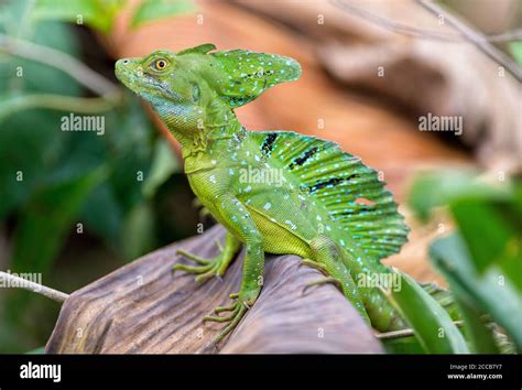 An Adult Male Green Basilisk Lizard Basiliscus Plumifrons Standing On