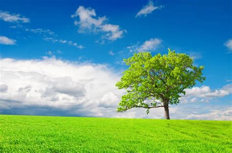 single tree  cloudy blue sky stock photo usersam