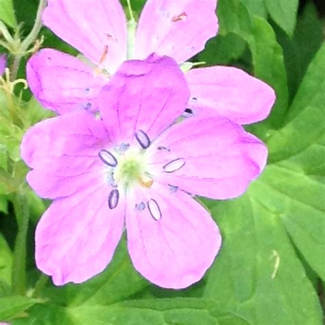 Free photo: Pink Flowers - Bloom, Blossom, Flowers - Free Download - Jooinn