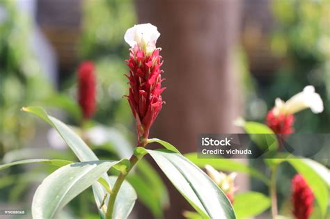 bunga merah lengkuas  kebun  daun  warna cerah siang hari