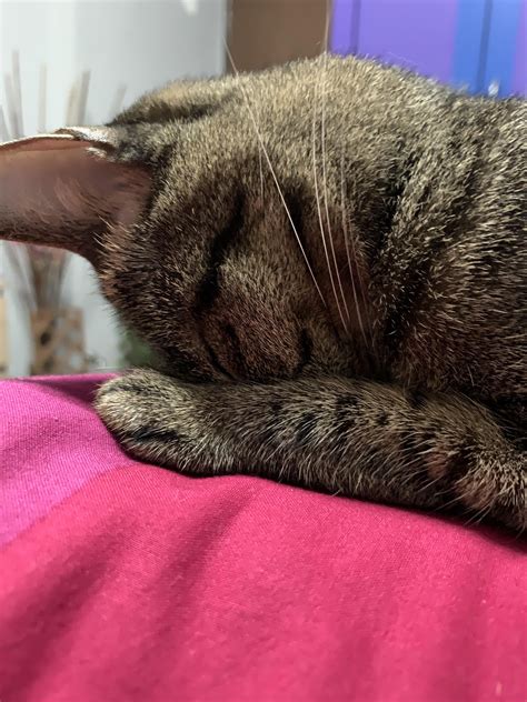 Smushed : r/cat