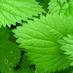 Plantas « medicinais » do Norte e do Nordeste do Brasil… e muito mais ...