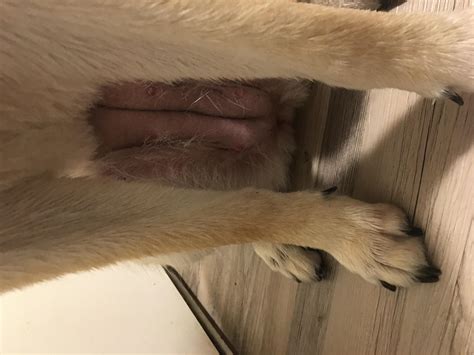 My Dog's Black Specks, Red Belly, Won't Eat, Whines: What's Wrong? | Petco