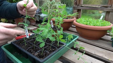 How To Pinch Out Sweet Peas With Pots And Trowels Darlac Ltd