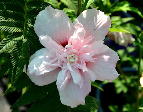 Гибискус сирийский Пинк Чиффон - купить саженцы в питомнике Флора-Сервис