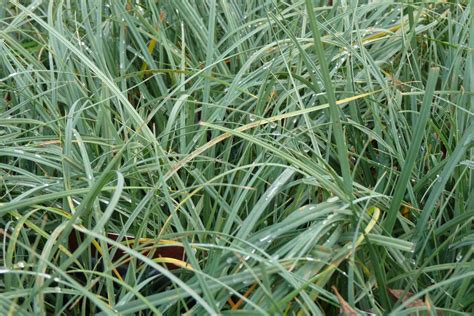 Carex Panicea Blauwe Zegge De Tuinen Van Appeltern