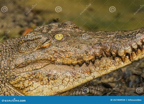 A Large Saltwater Crocodile At Borneo Stock Photo Image Of Crocodile