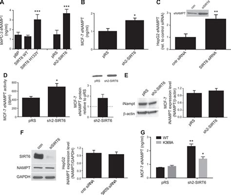 SIRT6 Deacetylase Activity Regulates NAMPT Activity And NAD P H Pools