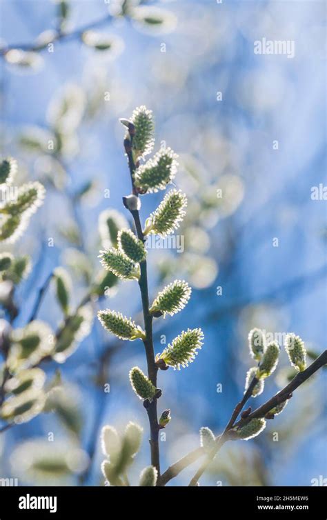 Pussy Willow Branches With Catkins Spring Background Stock Photo Alamy