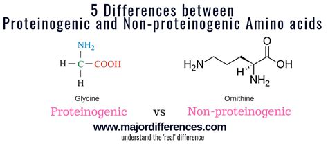 5 Differences between Proteinogenic Amino Acid and Non-proteinogenic ...