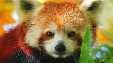 Red Panda wallpaper | 1366x768 | #1484