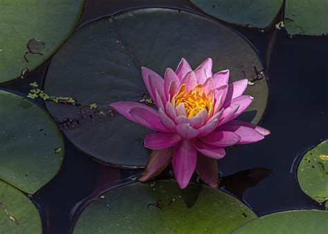 pink water lily mike powell