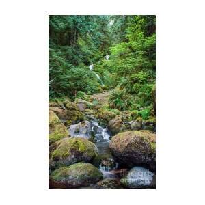 Bunch Falls In Quinault Rain Forest Photograph By John Chao Pixels