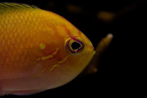 Fathead Anthias Aaron Flickr