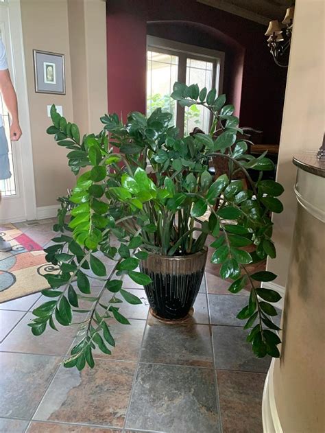 5 Tricks To Grow Faster And Bushier Zz Plant Indoor Garden Web