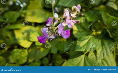 fabaceae  leguminosae commonly    legume pea  bean