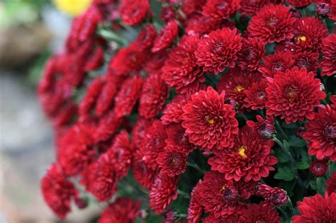 Хризантема заграва (78 фото)