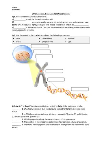 Chromosomes, Genes, and DNA - Worksheet | Distance Learning | Teaching ...