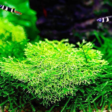 Riccia Fluitans - Akvarium Petshop