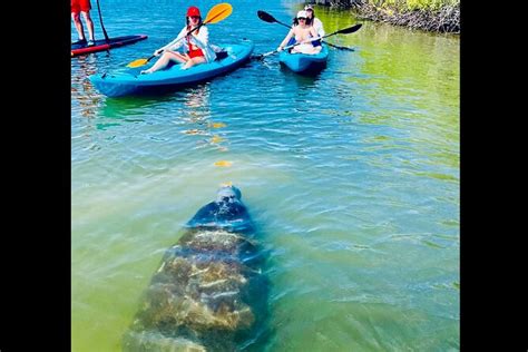 Avventura In Kayak Con Delfini Lamantini E Tartarughe Marine Fornito