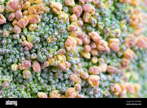 Vergilbte kalabreser -Fotos und -Bildmaterial in hoher Auflösung – Alamy