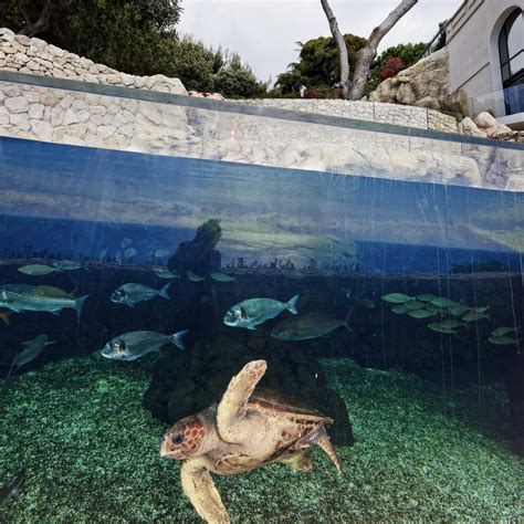 Monaco Travel Guide | My French Country Home Magazine