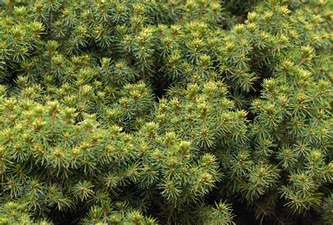 How to Grow and Care for the Dwarf Alberta Spruce