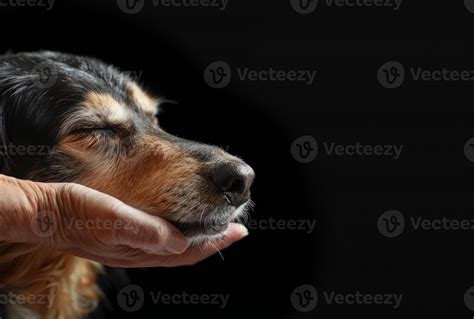 AI generated A dog being pet by hand on black background, international
