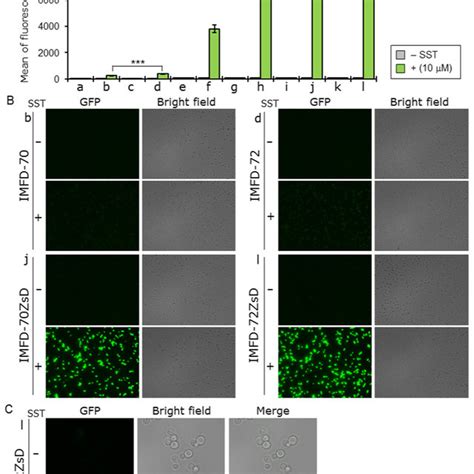 Comparison Of Green Fluorescence Proteins Zsgreen And Egfp Yeast