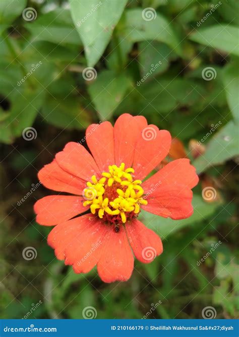 red flower with yellow center 7
